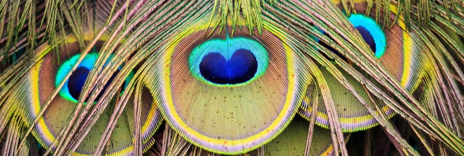 mathieu-perrier-1wDyL2_NmE4-unsplash mathieu-perrier-1wDyL2_NmE4-unsplash