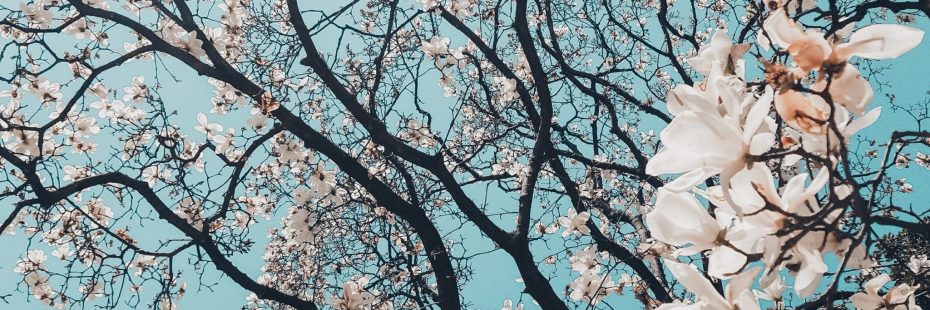 meric-dagli-7NBO76G5JsE-unsplash meric-dagli-7NBO76G5JsE-unsplash